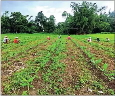 Times of India: Green friends with benefits are helping restore north