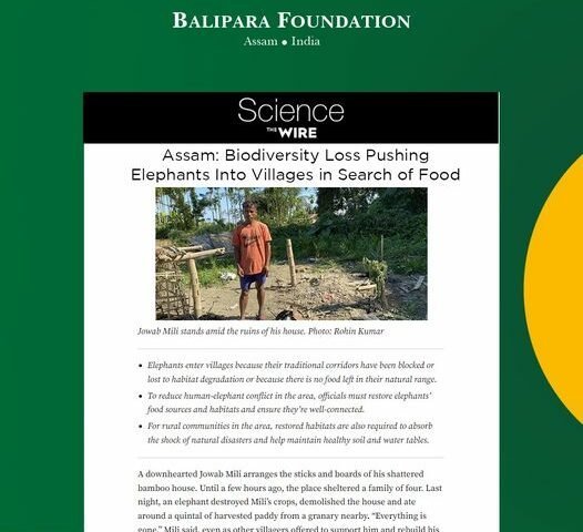 The Wire Science – Assam: Biodiversity Loss Pushing Elephants Into Villages in Search of Food