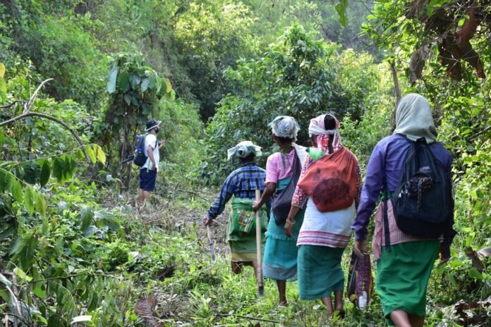 The Bastion – Seeking Rural Futures in the Northeast by Rethinking ‘Development vs Forests’