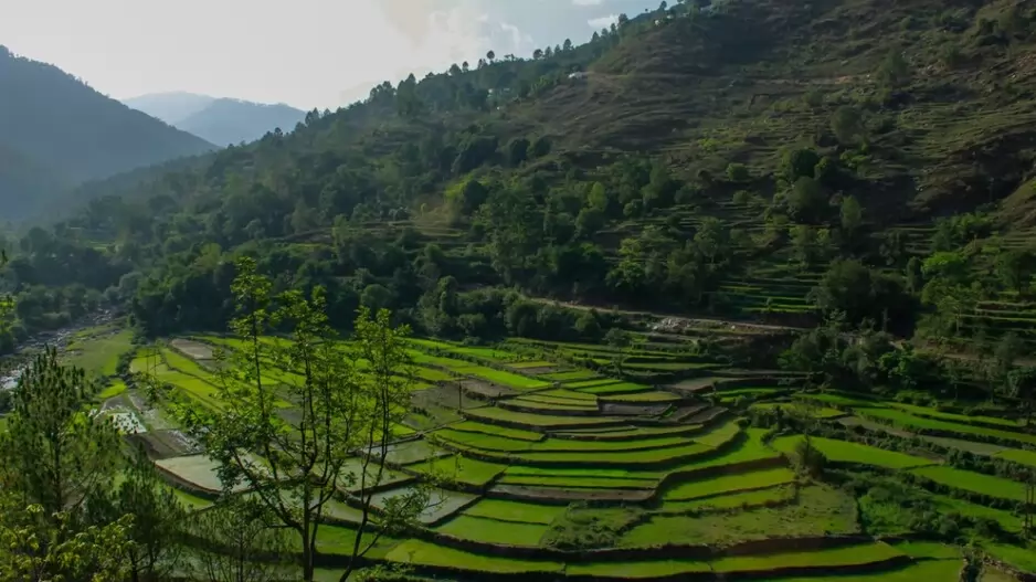 Outlook India : New Initiative Aims to Raise $1 Billion To Plant Trees Across Eastern Himalayas