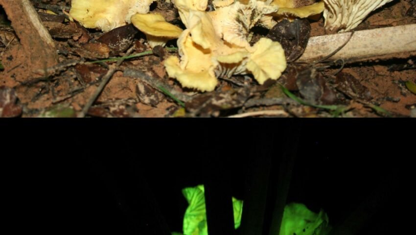 Mysterious new bioluminescent mushroom glows in the forests of Meghalaya