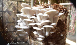 Efforts to increase Mushroom cultivation in North East