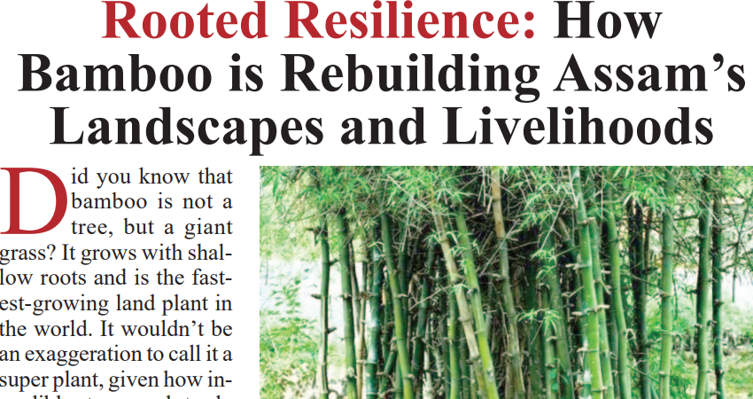 Rooted Resilience: How Bamboo is Rebuilding Assam’s landscape and Livelihoods