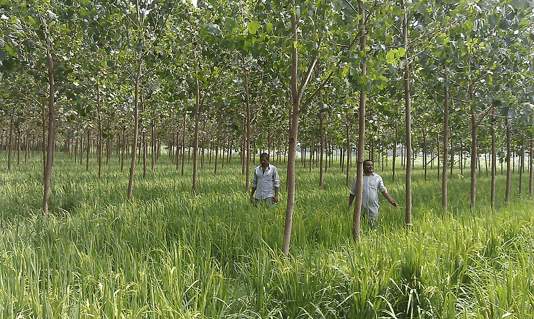 Easing the agrarian crisis with agroforestry