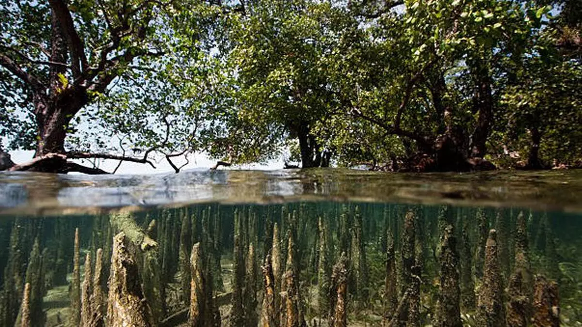 The Hindu Business Line : How villagers in North-East are rewriting the Forest Bill