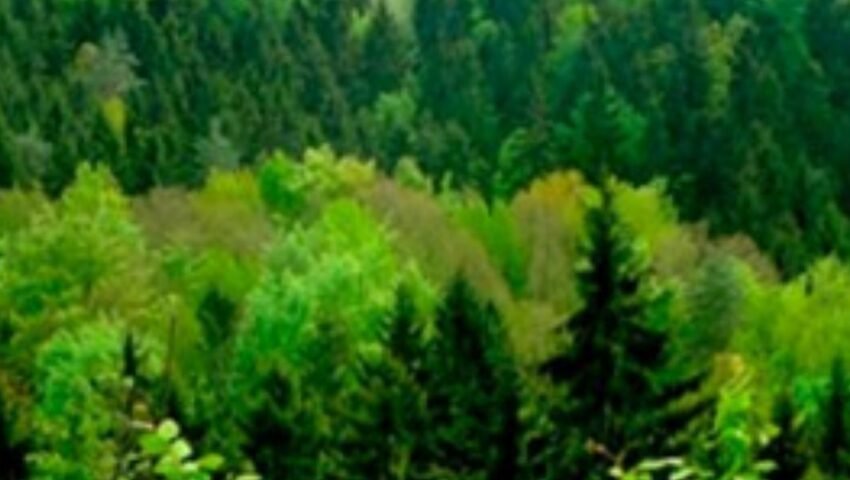 Prevention Not Cures – What Forests Can Do in a Time of Global Pandemics