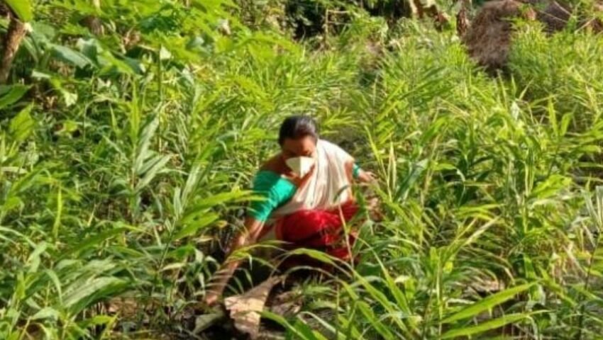 COVID-19 warriors: How Assam’s Mishings brought agroforestry back into practice