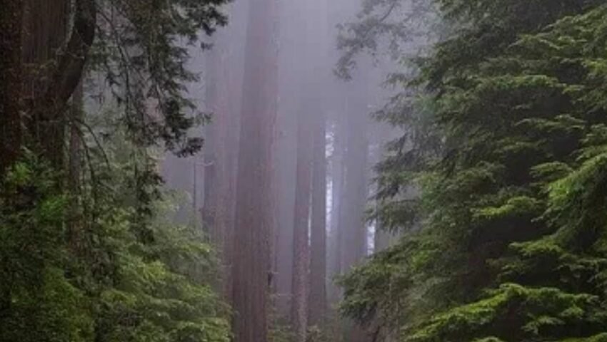 Environmental Impact Assessment: A boon or bane?