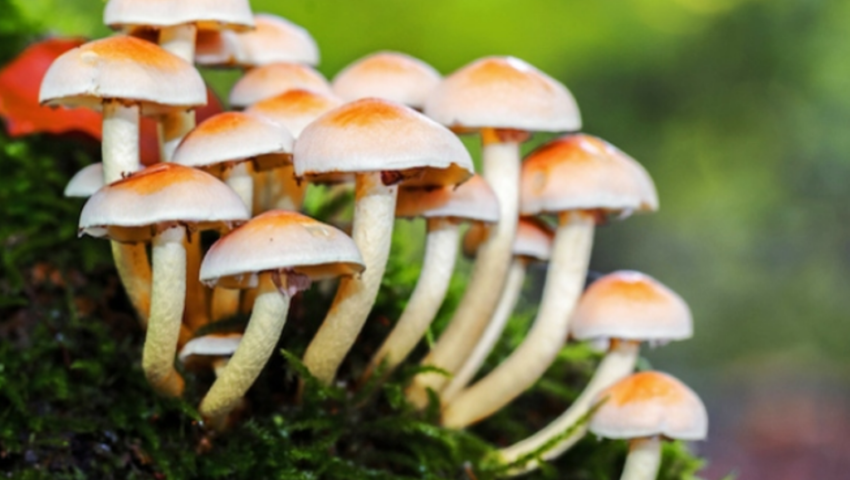 Mushrooms: An Alternative to Agricultural Livelihoods in the North East