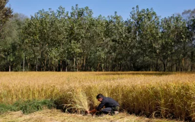 Better Land Productivity, Better Earnings- Agroforestry Can Unlock Jobs for India’s Rural Youth